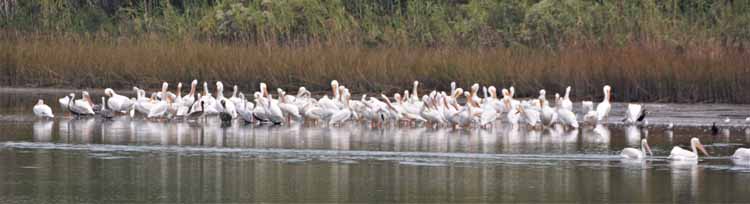 squadron of white pelicans